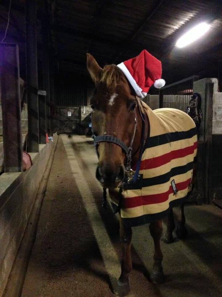 Merry Christmas Horse!